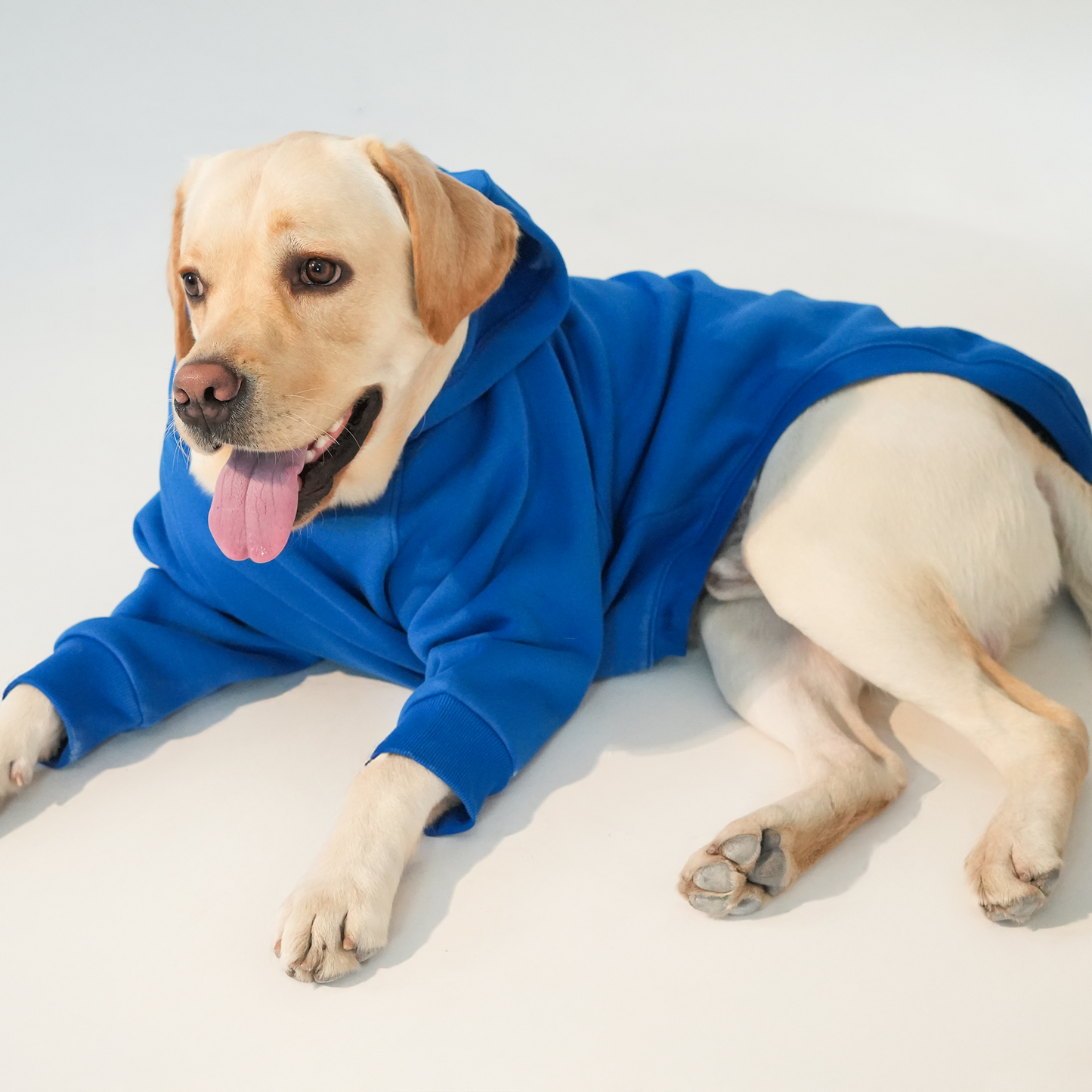 Solid Royal Blue Dog Hoodie – Everyday Winter Wear for Dogs