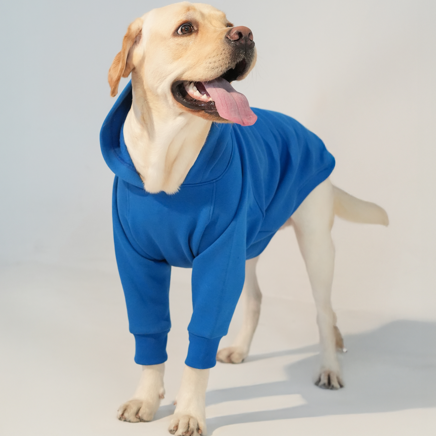 Solid Royal Blue Dog Hoodie – Everyday Winter Wear for Dogs